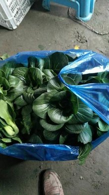 矮脚苏州青 江南风味的健康之选，新鲜蔬菜批发市场新宠