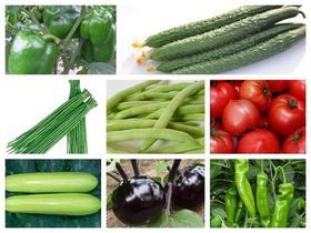 今日蔬菜批发价行情速览——聚焦莘县娄庄蔬菜水果产销基地