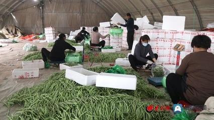 莘县蔬菜千里驰援，鲁沪吉共筑“菜篮子”长城